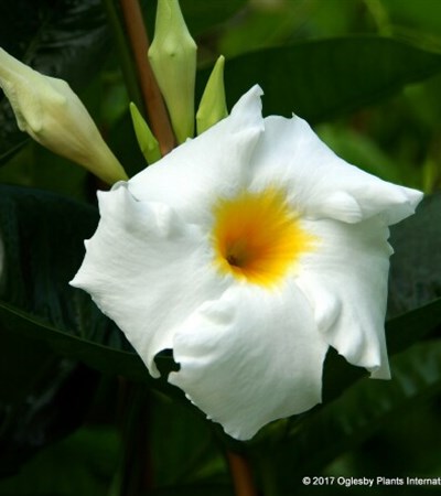 Mandevilla Bride's Cascade